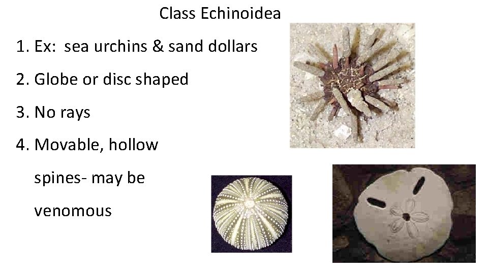 Class Echinoidea 1. Ex: sea urchins & sand dollars 2. Globe or disc shaped Class Echinoidea 1. Ex: sea urchins & sand dollars 2. Globe or disc shaped