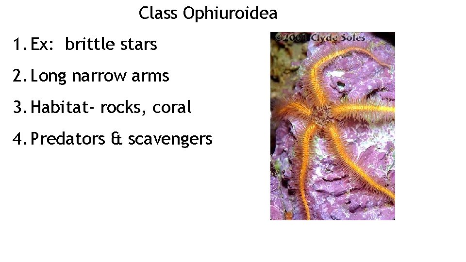 Class Ophiuroidea 1. Ex: brittle stars 2. Long narrow arms 3. Habitat- rocks, coral Class Ophiuroidea 1. Ex: brittle stars 2. Long narrow arms 3. Habitat- rocks, coral