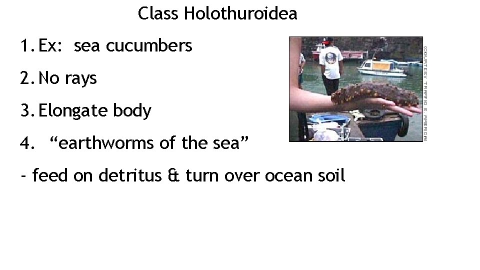 Class Holothuroidea 1. Ex: sea cucumbers 2. No rays 3. Elongate body 4. “earthworms Class Holothuroidea 1. Ex: sea cucumbers 2. No rays 3. Elongate body 4. “earthworms