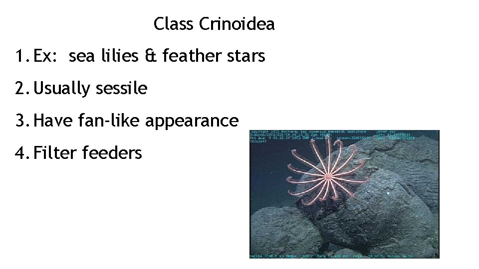 Class Crinoidea 1. Ex: sea lilies & feather stars 2. Usually sessile 3. Have Class Crinoidea 1. Ex: sea lilies & feather stars 2. Usually sessile 3. Have