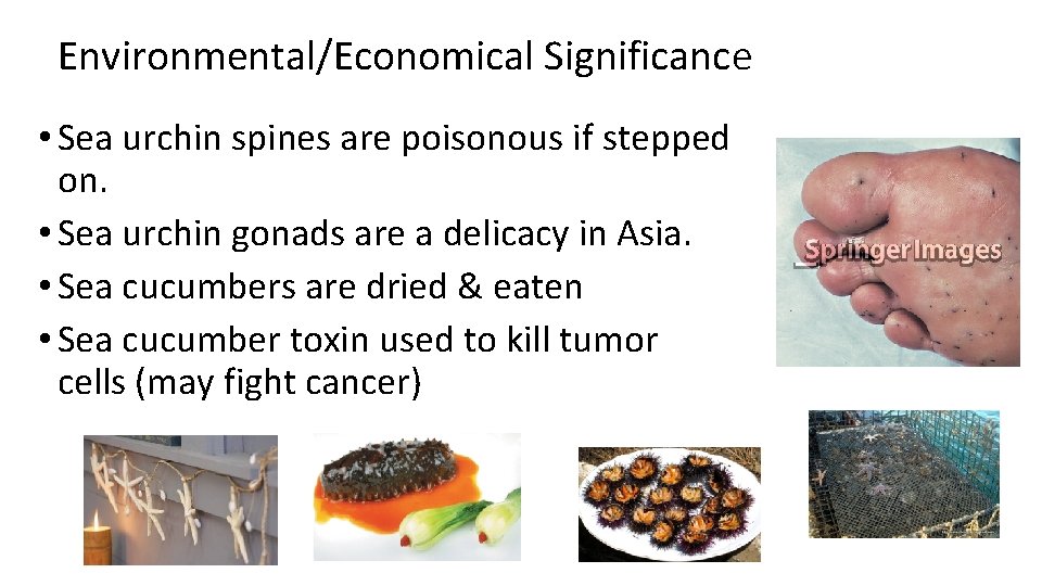 Environmental/Economical Significance • Sea urchin spines are poisonous if stepped on. • Sea urchin Environmental/Economical Significance • Sea urchin spines are poisonous if stepped on. • Sea urchin