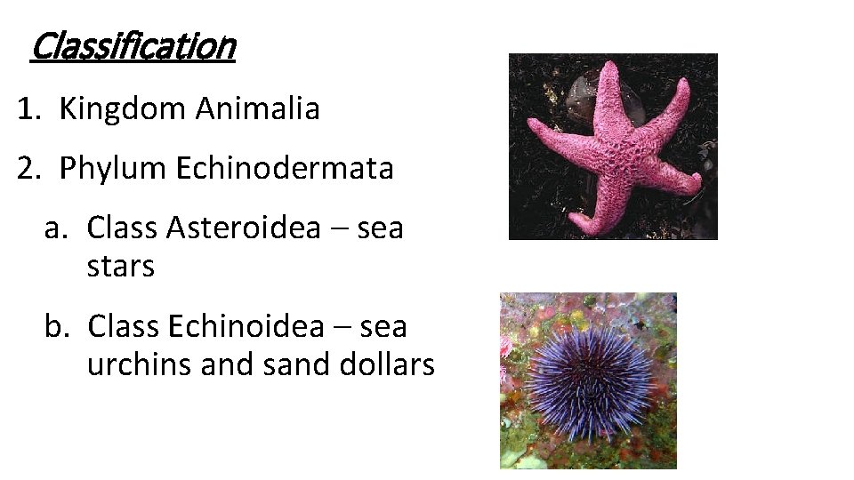 Classification 1. Kingdom Animalia 2. Phylum Echinodermata a. Class Asteroidea – sea stars b. Classification 1. Kingdom Animalia 2. Phylum Echinodermata a. Class Asteroidea – sea stars b.