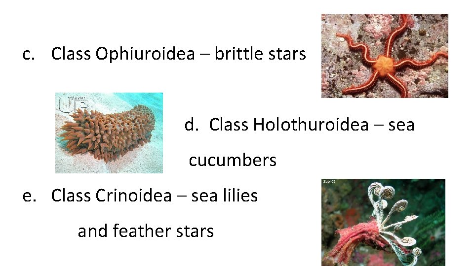 c. Class Ophiuroidea – brittle stars d. Class Holothuroidea – sea cucumbers e. Class c. Class Ophiuroidea – brittle stars d. Class Holothuroidea – sea cucumbers e. Class