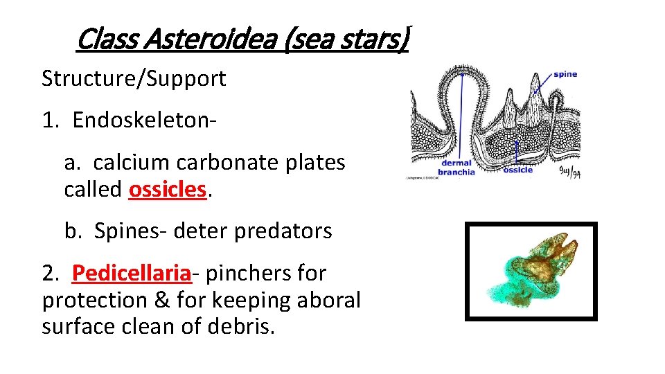 Class Asteroidea (sea stars) A. Structure/Support 1. Endoskeletona. calcium carbonate plates called ossicles. b. Class Asteroidea (sea stars) A. Structure/Support 1. Endoskeletona. calcium carbonate plates called ossicles. b.