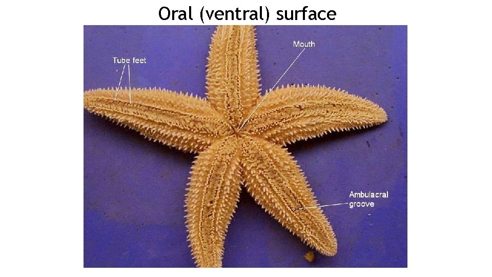 Oral (ventral) surface Oral (ventral) surface
