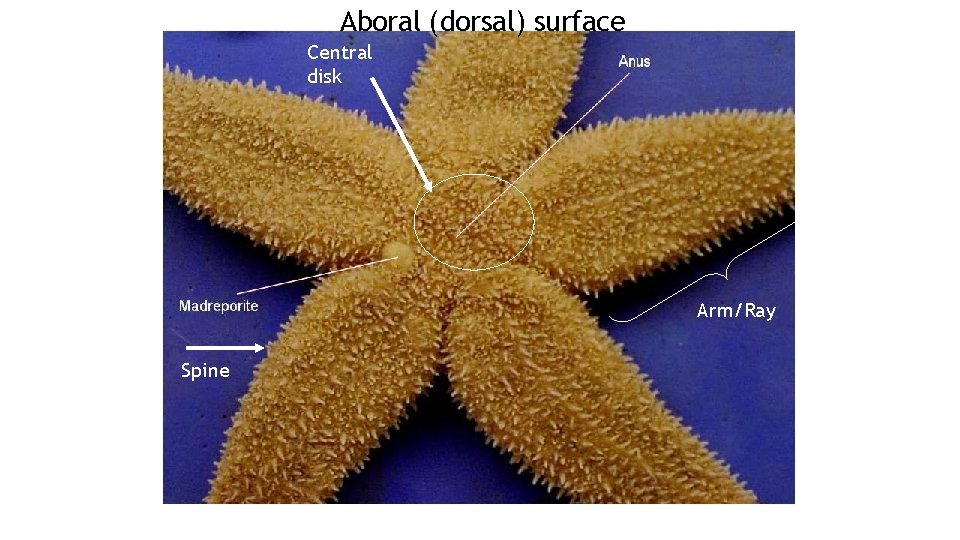 Aboral (dorsal) surface Central disk Arm/Ray Spine Aboral (dorsal) surface Central disk Arm/Ray Spine