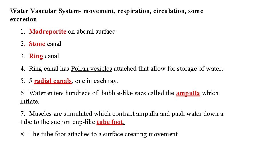Water Vascular System- movement, respiration, circulation, some excretion 1. Madreporite on aboral surface. 2. Water Vascular System- movement, respiration, circulation, some excretion 1. Madreporite on aboral surface. 2.