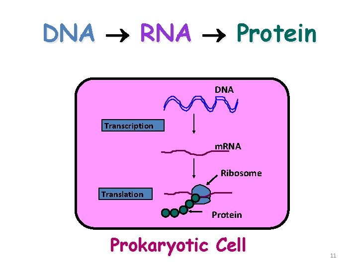 DNA RNA Protein DNA Transcription m. RNA Ribosome Translation Protein Prokaryotic Cell 11 