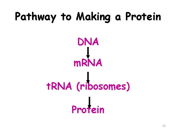 Pathway to Making a Protein DNA m. RNA t. RNA (ribosomes) Protein 13 