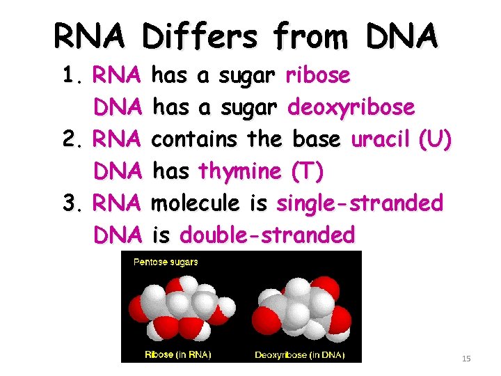 RNA Differs from DNA 1. RNA DNA 2. RNA DNA 3. RNA DNA has