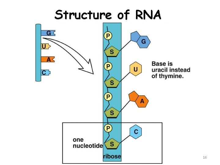 Structure of RNA 16 