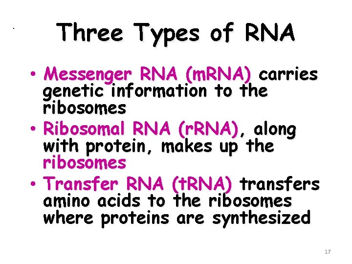 . Three Types of RNA • Messenger RNA (m. RNA) carries genetic information to