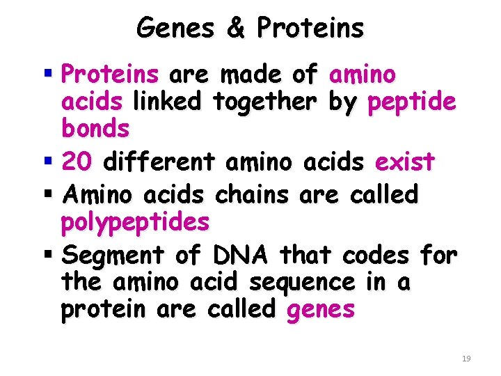 Genes & Proteins § Proteins are made of amino acids linked together by peptide
