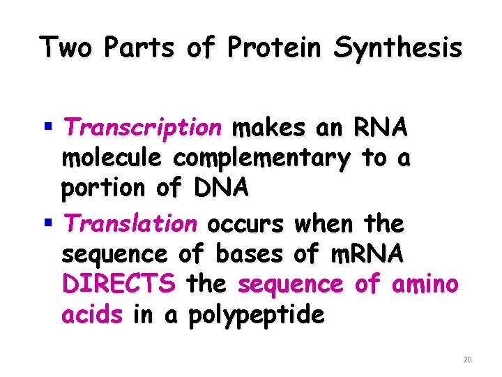 Two Parts of Protein Synthesis § Transcription makes an RNA molecule complementary to a