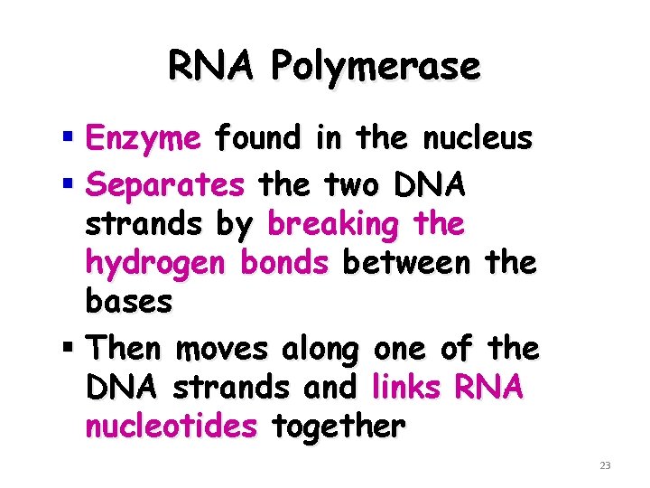 RNA Polymerase § Enzyme found in the nucleus § Separates the two DNA strands