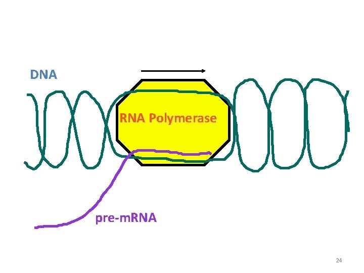 DNA RNA Polymerase pre-m. RNA 24 