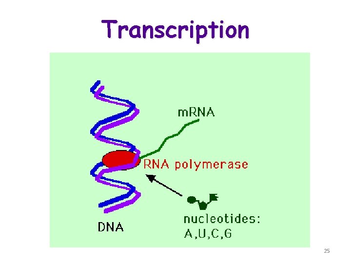 Transcription 25 