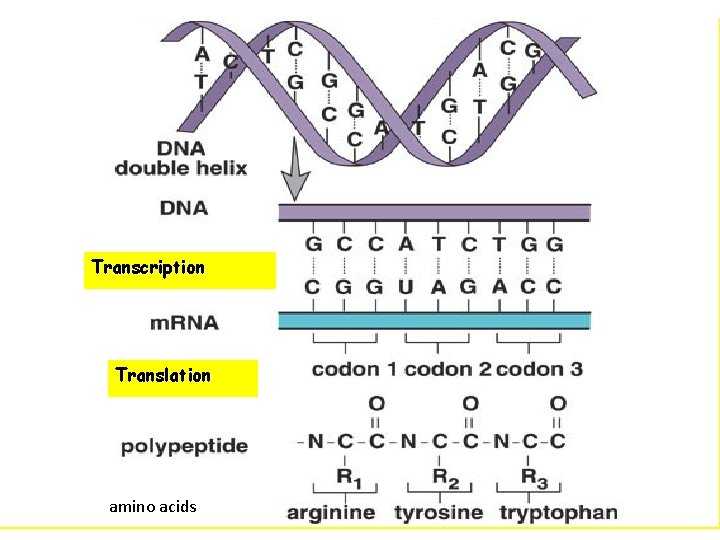 Transcription Translation amino acids 26 
