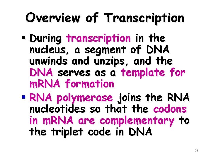 Overview of Transcription § During transcription in the nucleus, a segment of DNA unwinds