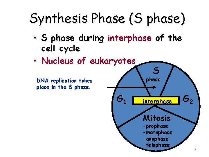 Synthesis Phase (S phase) • S phase during interphase of the cell cycle •