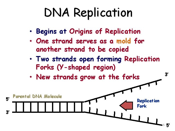 DNA Replication • Begins at Origins of Replication • One strand serves as a