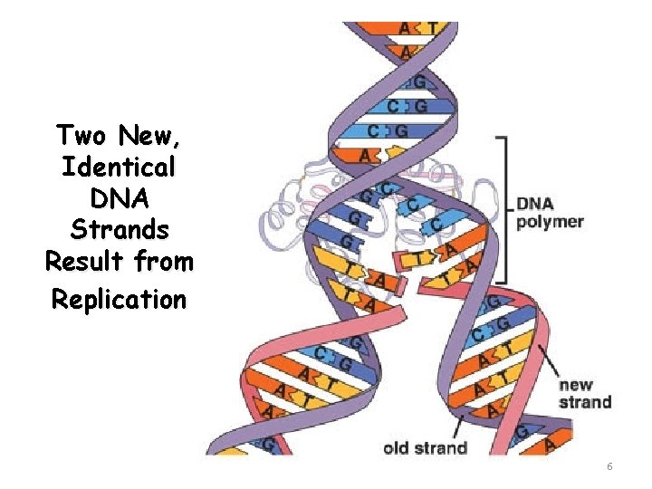 Two New, Identical DNA Strands Result from Replication 6 