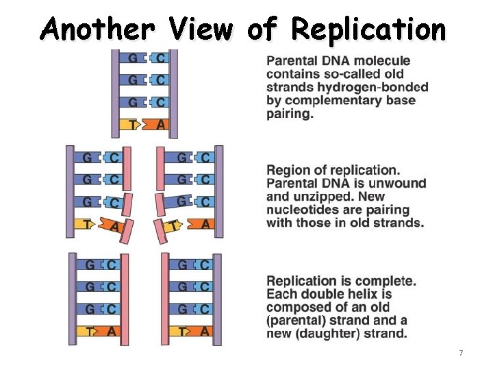 Another View of Replication 7 