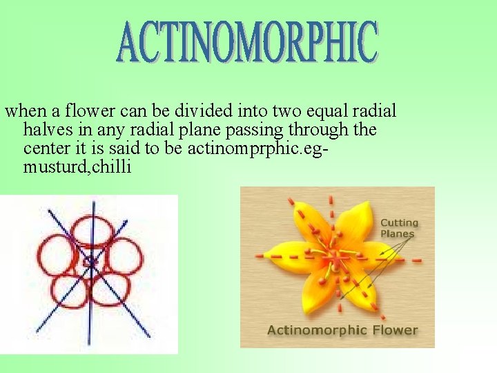 when a flower can be divided into two equal radial halves in any radial