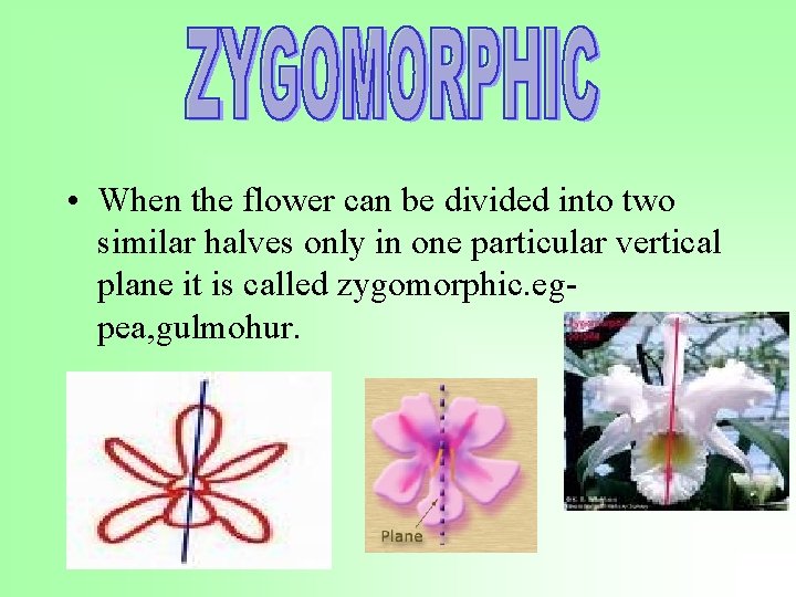  • When the flower can be divided into two similar halves only in