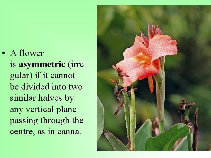  • A flower is asymmetric (irre gular) if it cannot be divided into