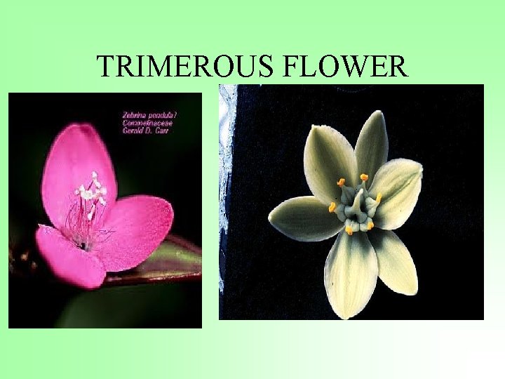 TRIMEROUS FLOWER 