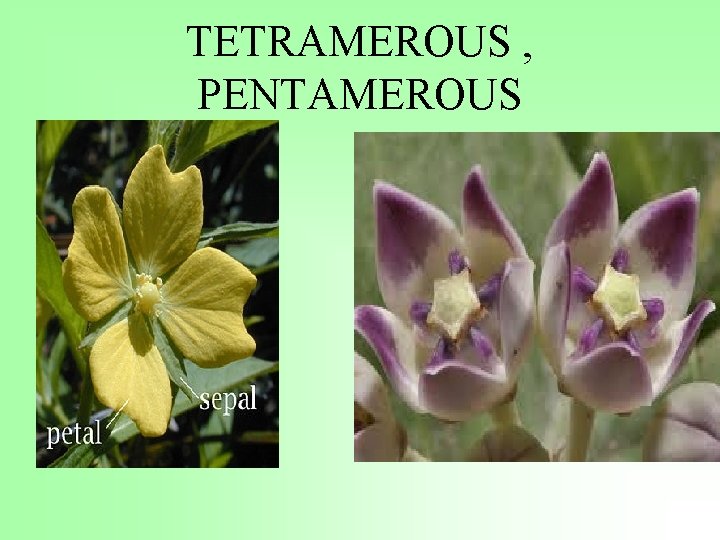 TETRAMEROUS , PENTAMEROUS 