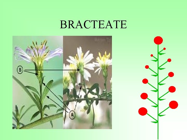 BRACTEATE 