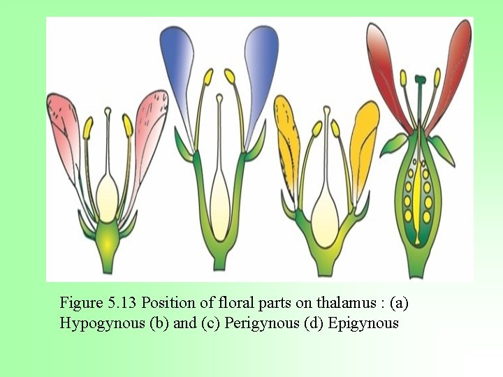 Figure 5. 13 Position of floral parts on thalamus : (a) Hypogynous (b) and