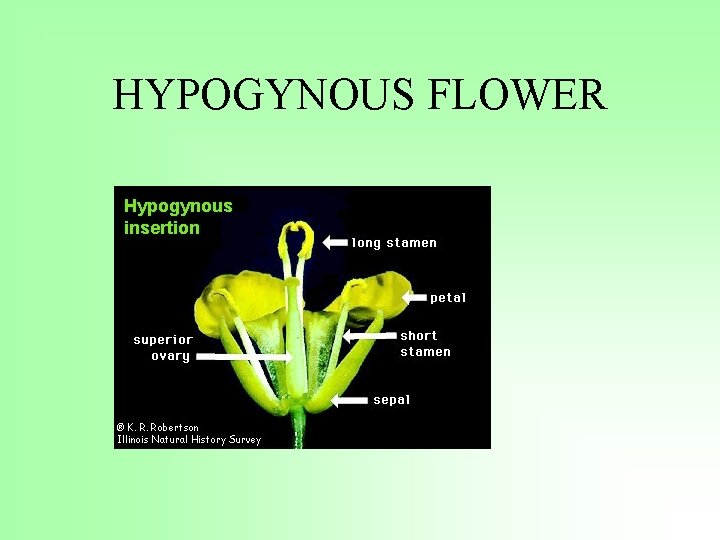 HYPOGYNOUS FLOWER 