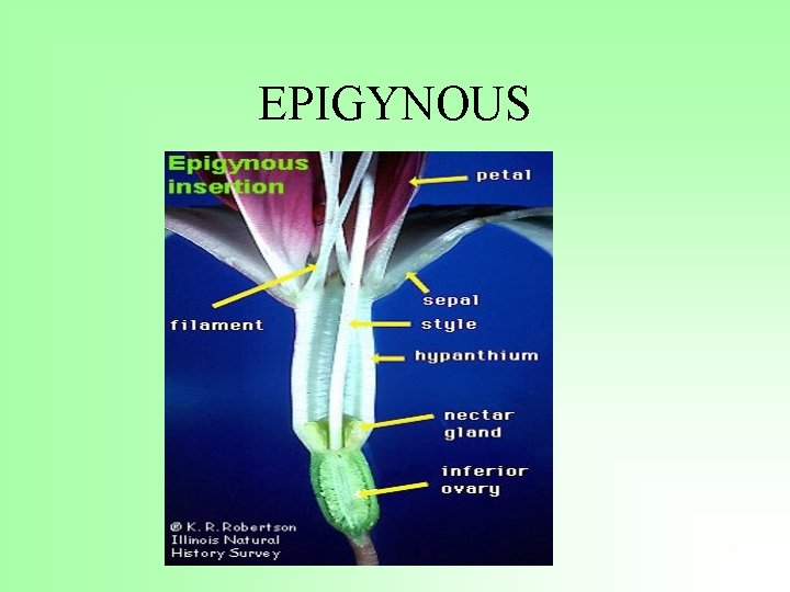 EPIGYNOUS 