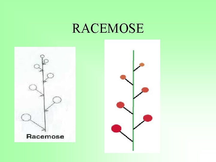 RACEMOSE 