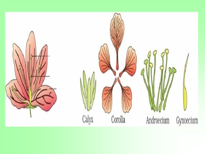 Figure 5. 13 Position of floral parts on thalamus : (a) Hypogynous (b) and