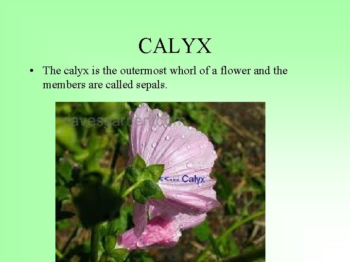 CALYX • The calyx is the outermost whorl of a flower and the members