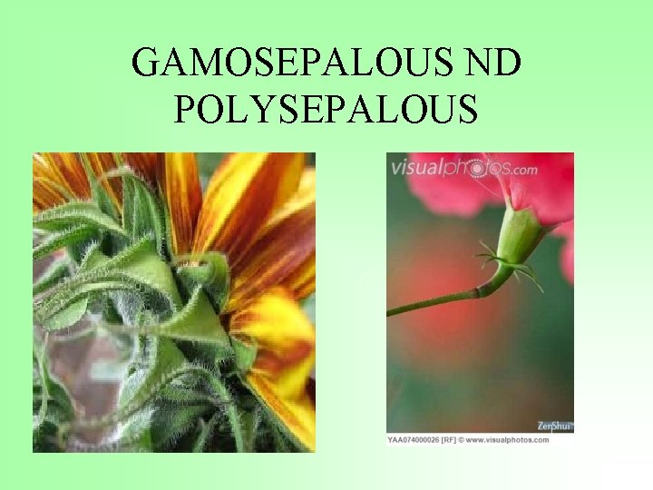 GAMOSEPALOUS ND POLYSEPALOUS 