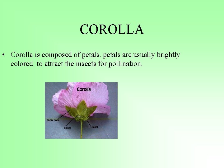 COROLLA • Corolla is composed of petals are usually brightly colored to attract the