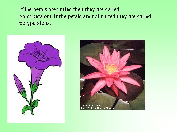 if the petals are united then they are called gamopetalous. If the petals are