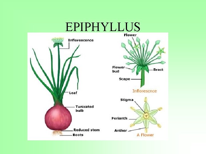 EPIPHYLLUS 