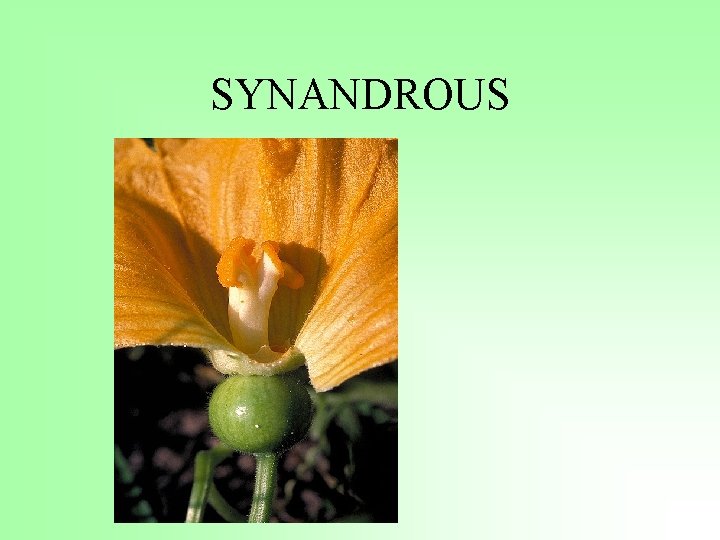SYNANDROUS 