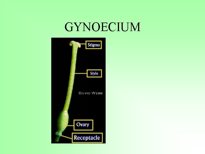 GYNOECIUM 