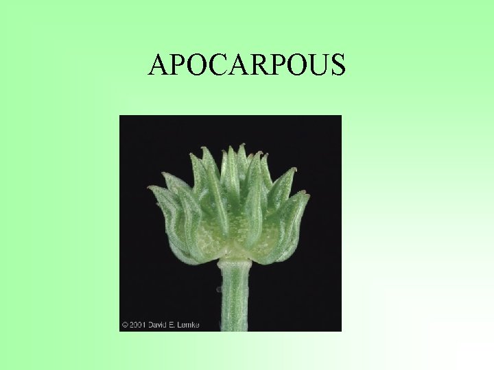 APOCARPOUS 