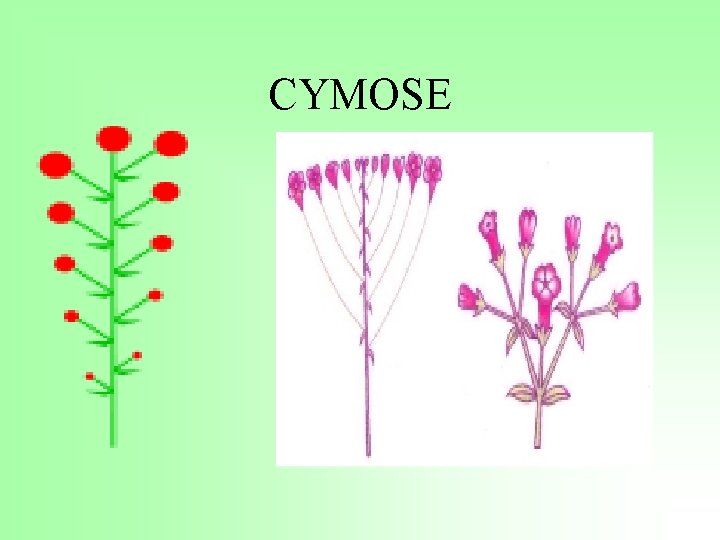 CYMOSE 