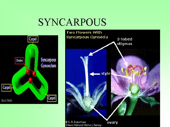 SYNCARPOUS 