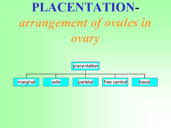 PLACENTATIONarrangement of ovules in ovary 