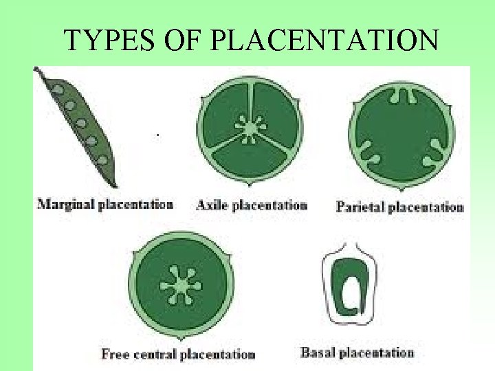 TYPES OF PLACENTATION 